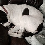 Beans is registered to the contest to win money with this photo: animal, black_and_white, blanket, canine, companion, couch, cozy, curled_up, dog, domestic_animal, fur, home, indoor, leather, nap, pet, quiet, relaxation, rest, sleeping