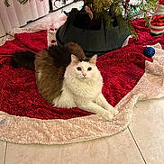 Meow Meow joined the competition — help win amazing prizes! animal, brown_cat, cat, christmas_lights, christmas_tree, cute, decorations, domestic_cat, feline, festive, floor, greenery, holiday, indoor, ornament, pet, relaxed, tile_floor, tree_skirt, white_cat