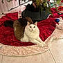 animal, brown_cat, cat, christmas_lights, christmas_tree, cute, decorations, domestic_cat, feline, festive, floor, greenery, holiday, indoor, ornament, pet, relaxed, tile_floor, tree_skirt, white_cat