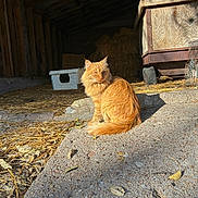 Toast joined the competition — help win amazing prizes! cat, orange_cat, fluffy_fur, barn, hay, sunlight, shadow, concrete, wooden_structure, animal, pet, outdoor, nature, feline, sitting, daylight, rural, farm, fur, quiet
