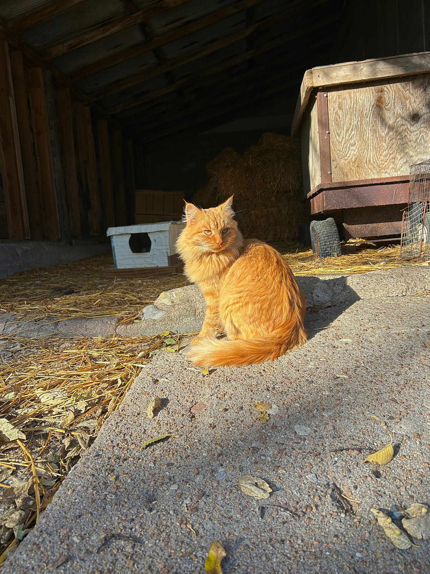 Toast joined the competition — help win amazing prizes! cat, orange_cat, fluffy_fur, barn, hay, sunlight, shadow, concrete, wooden_structure, animal, pet, outdoor, nature, feline, sitting, daylight, rural, farm, fur, quiet