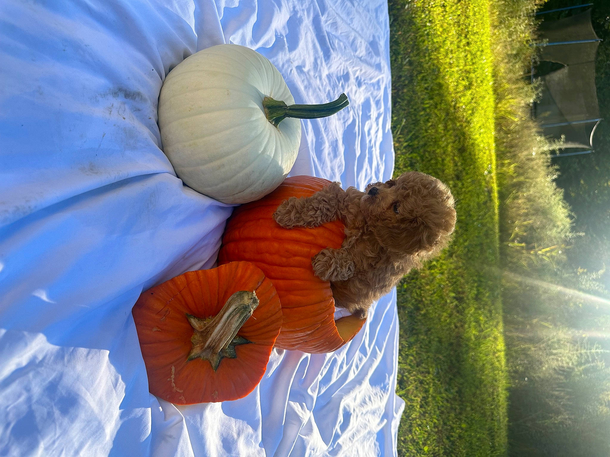 Malibu is registered to the contest to win money with this photo: azure, blue, botany, calabaza, cucurbita, electric_blue, flowering_plant, gourd, grass, organism, people_in_nature, petal, plant, sky, squash, tree, vegetable, water, winter_squash, world