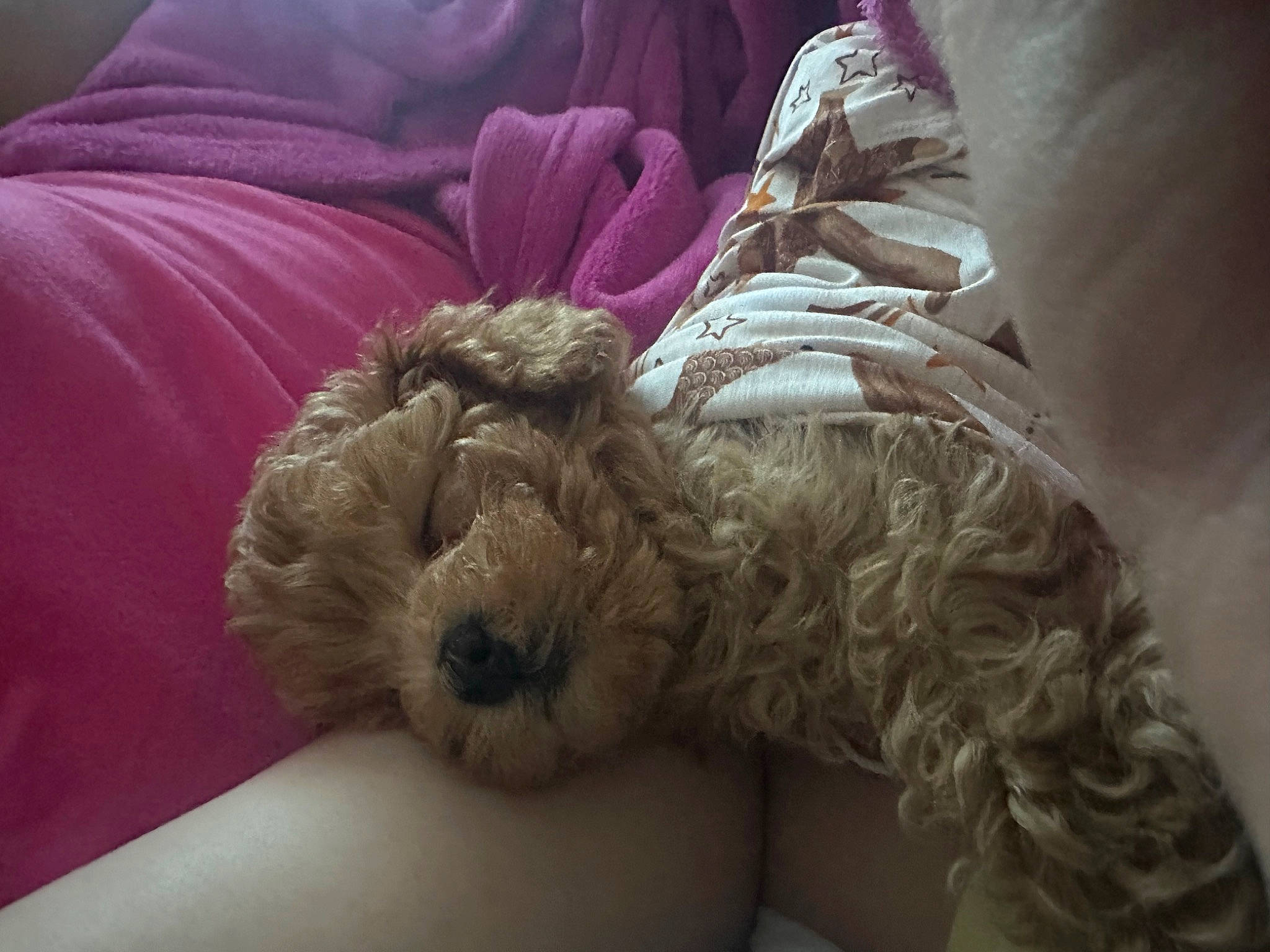 Malibu is registered to the contest to win money with this photo: bed, canidae, carnivore, comfort, companion_dog, dog, dog_breed, fawn, felidae, fur, linens, nap, small_to_medium_sized_cats, snout, sporting_group, stuffed_toy, terrier, textile, toy, toy_dog