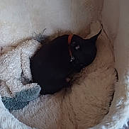 Toby a rejoint le concours — aidez-le/la à gagner de superbes lots ! animal, black_dog, blanket, collar, companion, cozy, curled_up, cute, dog, domestic, furry, indoor, pet_bed, quiet, relaxing, resting, sleeping, small_dog, soft, warm