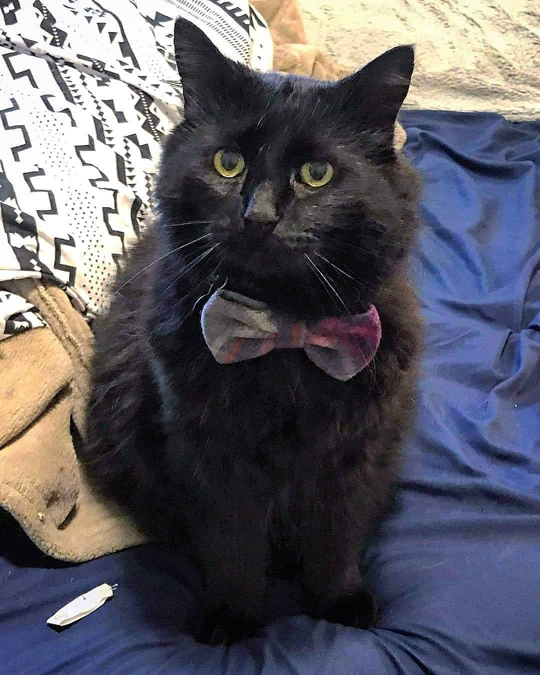 Dr. Mooch joined the competition — help win amazing prizes! black_cat, bombay, box, carnivore, cat, claw, comfort, domestic_short_haired_cat, felidae, fur, grey, paw, sitting, small_to_medium_sized_cats, snout, tail, terrestrial_animal, whiskers