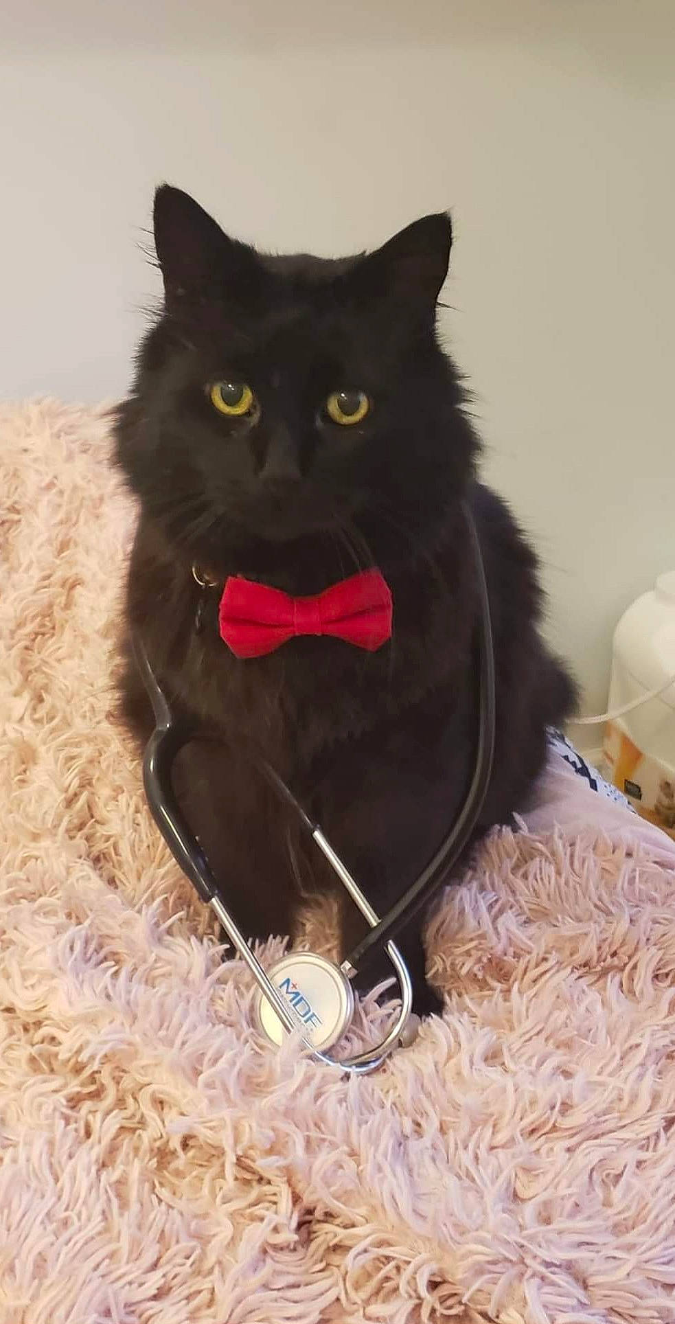 Dr. Mooch joined the competition — help win amazing prizes! black_cat, bombay, carnivore, cat, cat_toy, domestic_short_haired_cat, felidae, fur, grass, grey, sitting, small_to_medium_sized_cats, tail, whiskers