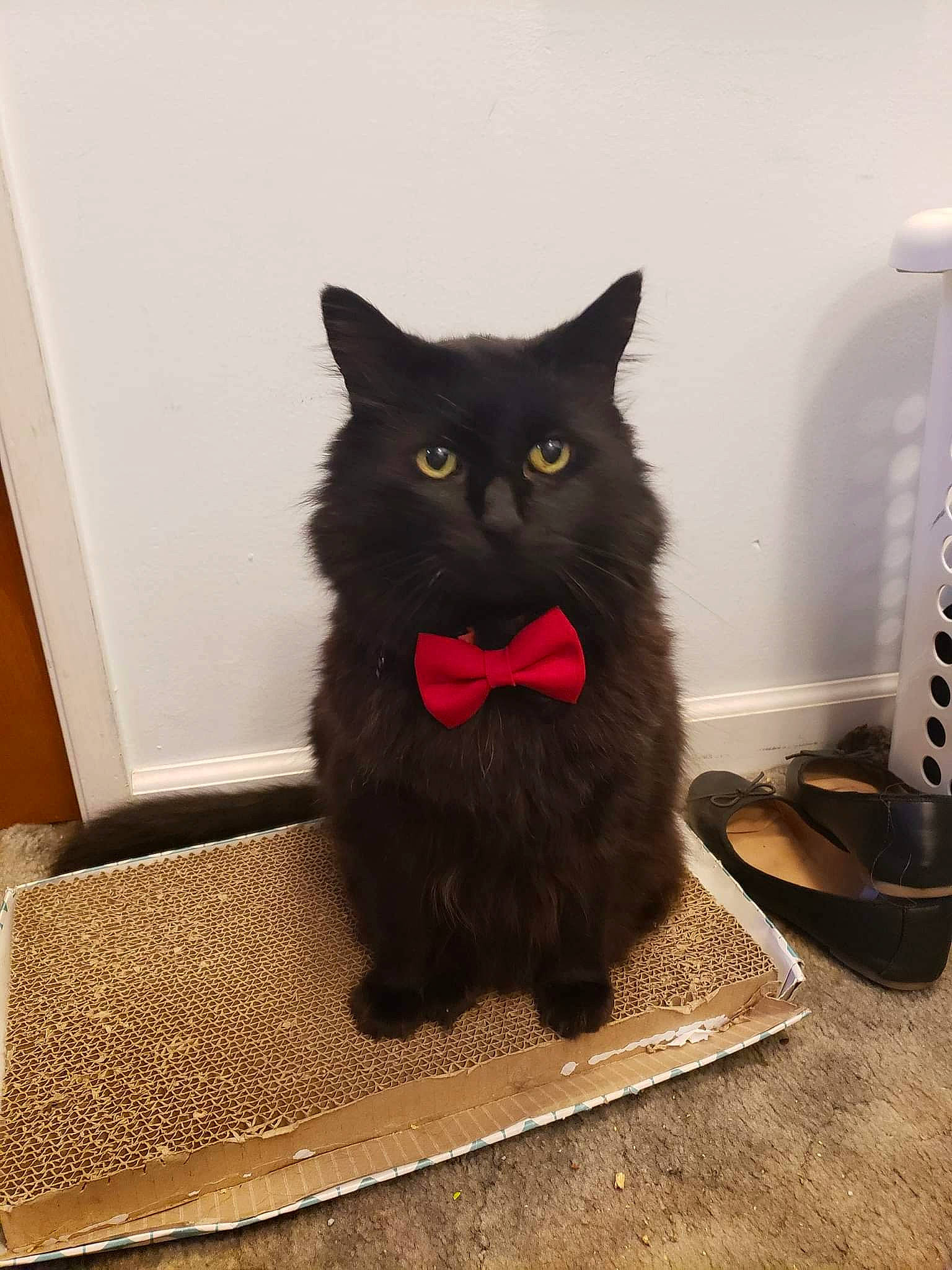 Dr. Mooch is registered to the contest to win money with this photo: black_cat, bombay, carnivore, cat, claw, domestic_short_haired_cat, felidae, flooring, fur, grey, hardwood, paw, sitting, small_to_medium_sized_cats, snout, tail, terrestrial_animal, whiskers