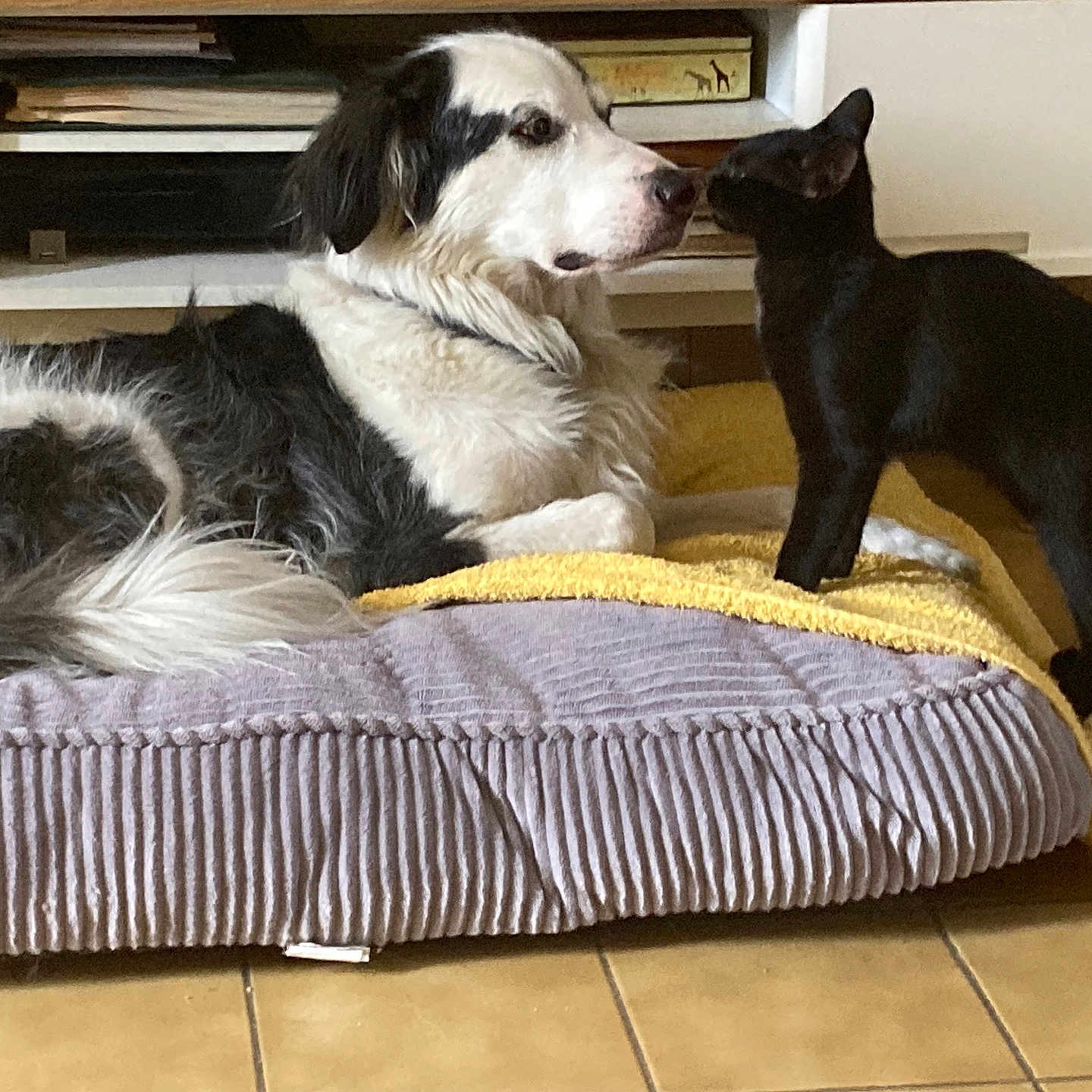 Pepsis a rejoint le concours — aidez-le/la à gagner de superbes lots ! animal, architecture, bostonbull, bulldog, canine, cat, couch, cushion, dog, dogbed, eskimodog, furniture, homedecor, hound, husky, person, pet, puppy, sleeping, whitedog