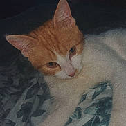 Daisy participe au concours pour gagner de l'argent avec cette photo : cat, orange_cat, white_cat, pet, animal, feline, bed, blanket, floral_pattern, stretching, indoor, cute, fur, whiskers, ears, paws, relaxing, cozy, sleepy, domestic_cat