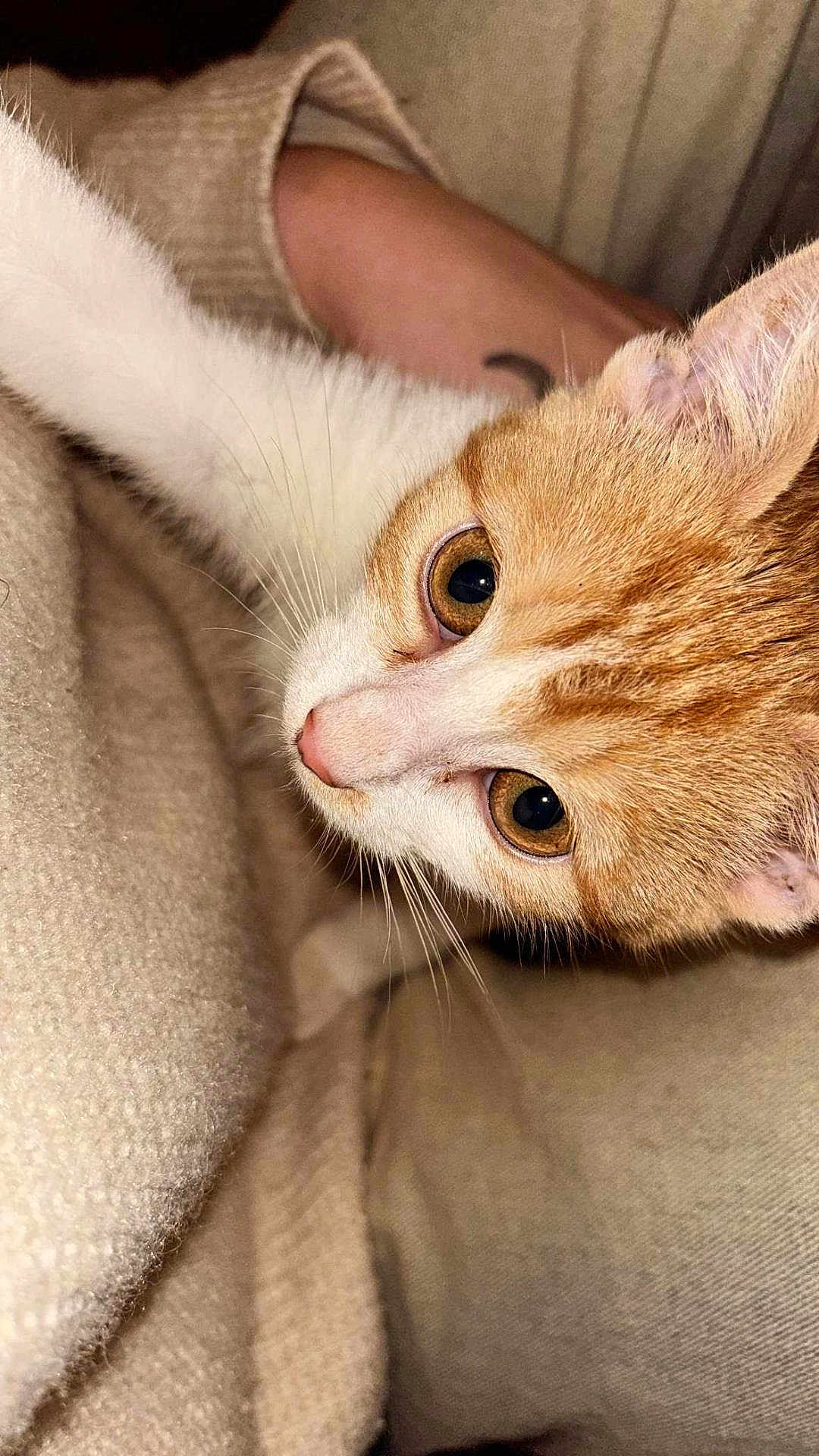 Daisy a rejoint le concours — aidez-le/la à gagner de superbes lots ! cat, kitten, orange_and_white, close_up, whiskers, fur, cute, pet, animal, eyes, face, cozy, beige, fabric, soft, domestic, young, comfort, indoor, curious