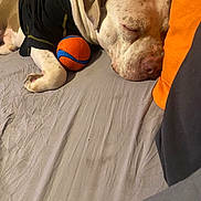 Juju Knucklehead joined the competition — help win amazing prizes! animal, bed, black_clothing, brown_fur, closeup, cozy, cute, dog, domestic_animal, fur, indoor, orange, pet, pillow, relaxation, resting, sleeping, snuggling, toy_ball, white_fur