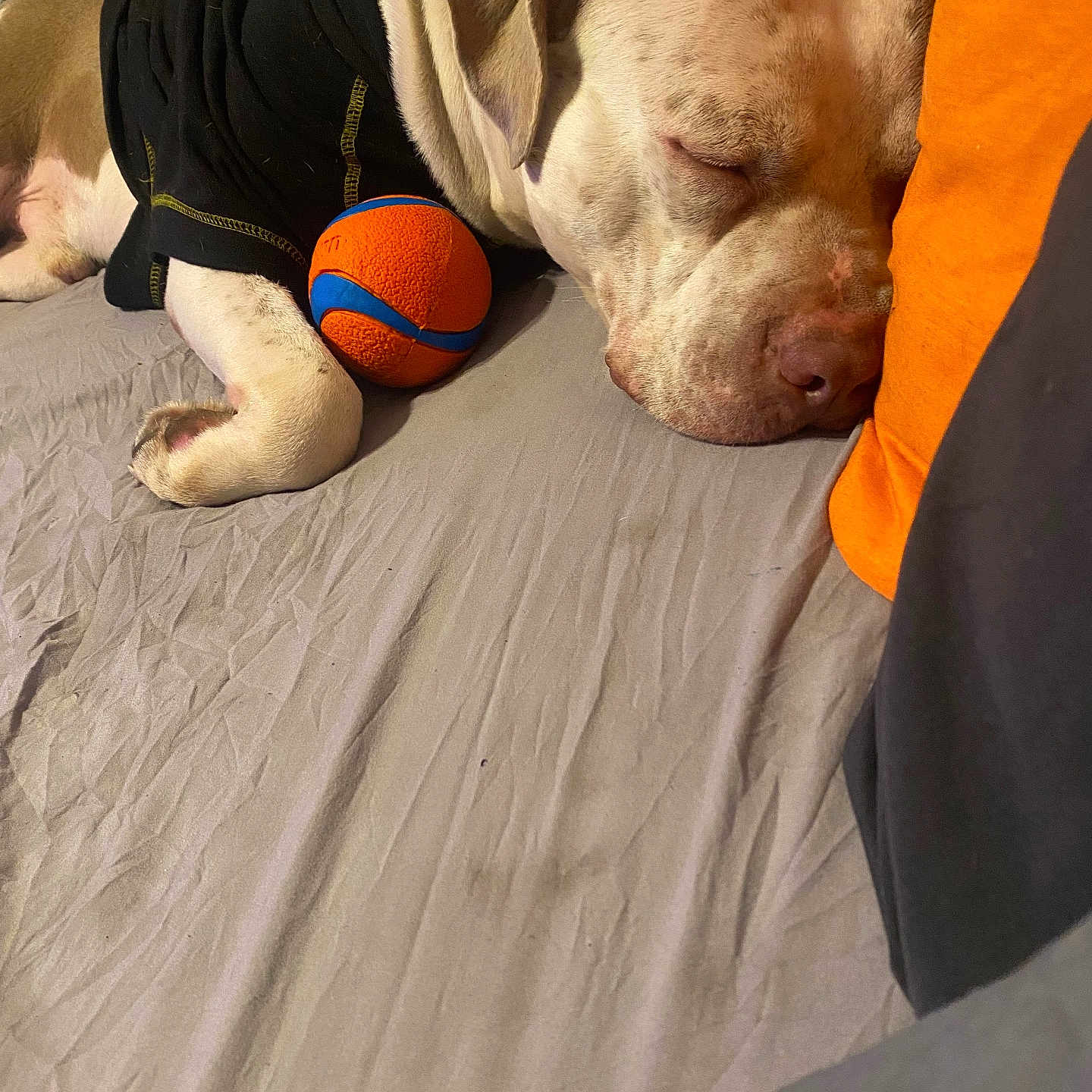 Juju Knucklehead joined the competition — help win amazing prizes! animal, bed, black_clothing, brown_fur, closeup, cozy, cute, dog, domestic_animal, fur, indoor, orange, pet, pillow, relaxation, resting, sleeping, snuggling, toy_ball, white_fur