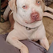 Juju Knucklehead is registered to the contest to win money with this photo: dog, pet, indoor, brown, white, face, collar, floor, blanket, relaxed, animal, canine, paw, looking, closeup, companion, fur, eyes, sitting, home