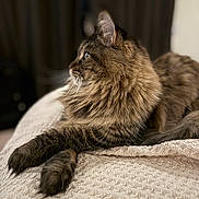 Zendaya is registered to the contest to win money with this photo: cat, fluffy, pet, animal, feline, tabby, indoor, resting, portrait, closeup, whiskers, paw, fur, bed, blanket, relaxation, domestic, cute, side_view, soft_light