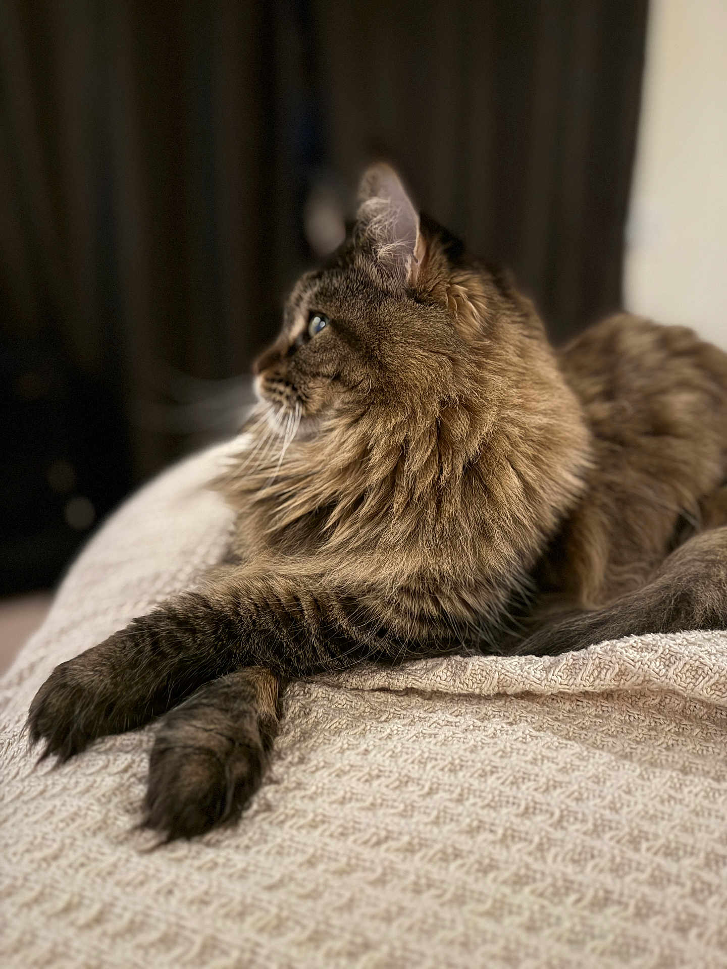 Zendaya is registered to the contest to win money with this photo: cat, fluffy, pet, animal, feline, tabby, indoor, resting, portrait, closeup, whiskers, paw, fur, bed, blanket, relaxation, domestic, cute, side_view, soft_light