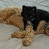 dog, puppy, bed, curly_hair, black_dog, brown_dog, pet, animal, cute, sleepy, resting, cozy, indoor, companion, friendship, fur, laying_down, small_dog, relaxed, playful
