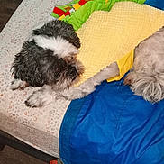 Joey is registered to the contest to win money with this photo: dog, bed, costume, taco_costume, blanket, fur, pet, indoor, sleepy, animal, cute, resting, fabric, floor, pattern, colorful, small_dog, lying_down, cozy, domestic