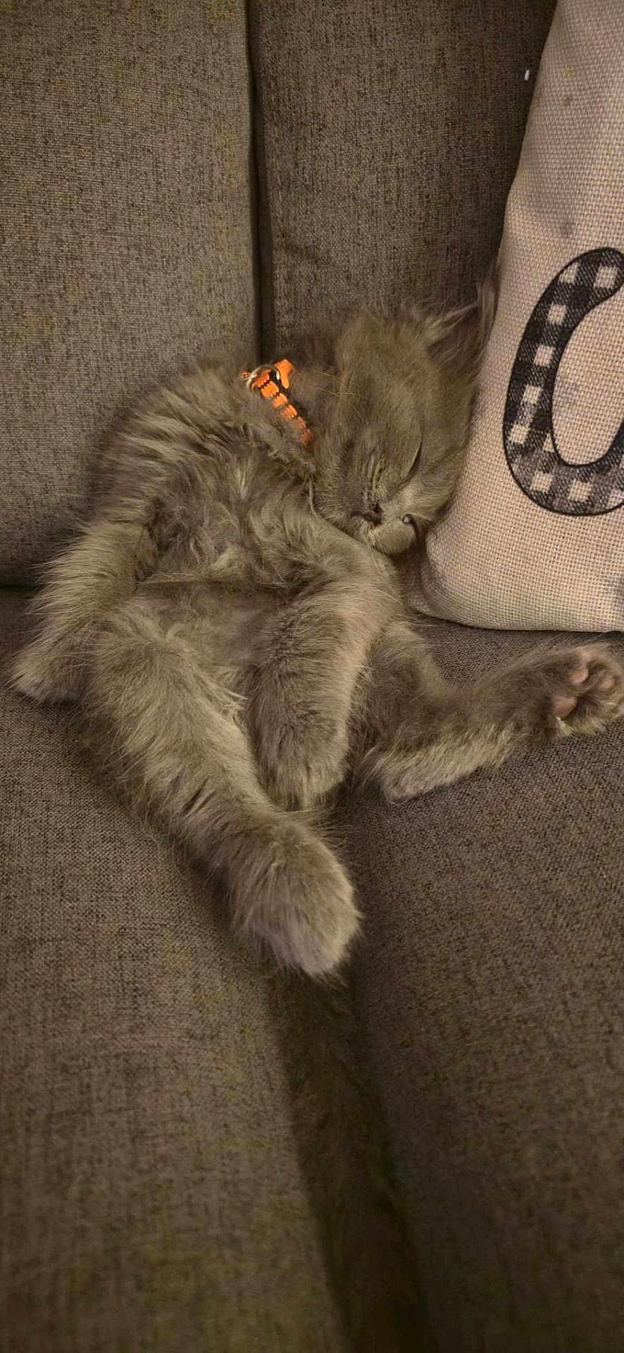 Jax is registered to the contest to win money with this photo: kitten, cat, sleeping, couch, pillow, gray_fur, cozy, indoor, pet, resting, fur, animal, cute, relaxed, domestic_cat, feline, soft, home, collar, nap