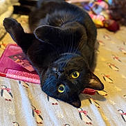 Panther joined the competition — help win amazing prizes! black_cat, cat, pet, animal, lying_down, blanket, penguin_pattern, bed, indoor, yellow_eyes, whiskers, fur, cute, cozy, toy, soft_focus, domestic_animal, playful, relaxed, close_up