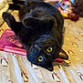 black_cat, cat, pet, animal, lying_down, blanket, penguin_pattern, bed, indoor, yellow_eyes, whiskers, fur, cute, cozy, toy, soft_focus, domestic_animal, playful, relaxed, close_up