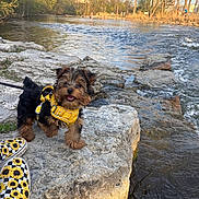 Sino is registered to the contest to win money with this photo: daytime, dog, footwear, grass, happy, leash, nature, outdoor, pet, puppy, river, rock, scenic, shoes, small_dog, sunflower_pattern, trees, walking, water, yellow_harness