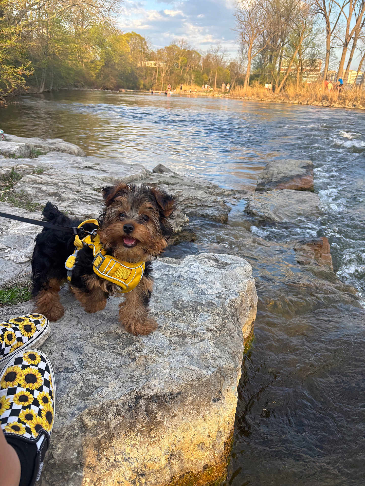 Sino is registered to the contest to win money with this photo: daytime, dog, footwear, grass, happy, leash, nature, outdoor, pet, puppy, river, rock, scenic, shoes, small_dog, sunflower_pattern, trees, walking, water, yellow_harness