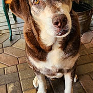 Dr. Chill is registered to the contest to win money with this photo: dog, brown, white, pet, animal, sitting, floor, brick, outdoor, furniture, cushion, floral, cute, face, ears, paws, nose, fur, canine, portrait