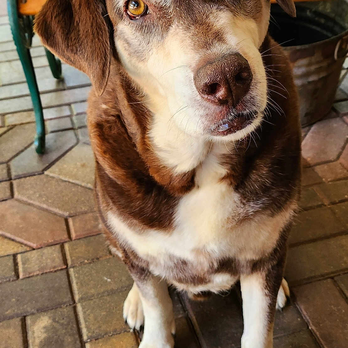 Dr. Chill is registered to the contest to win money with this photo: animal, brick, brown, canine, cushion, cute, dog, ears, face, floor, floral, fur, furniture, nose, outdoor, paws, pet, portrait, sitting, white