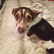 Merle is registered to the contest to win money with this photo: dog, small_dog, brown_and_white, bed, blanket, indoor, pet, animal, fur, ears, face, looking_up, cute, canine, companion, cozy, domestic, resting, expression, cute_pet