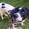 dog, dogs, black_and_white_dog, spotted_dog, pet, canine, happy, smiling, open_mouth, outdoor, grass, lawn, backyard, daisies, collar, leash, portrait, close_up, date_overlay, grassland