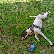 Ruben participe au concours pour gagner de l'argent avec cette photo : dog, dogs, belgian_malinois, mixed_breed, standing, lying_down, rolling_over, tongue_out, harness, ball, toy, grass, yard, outdoors, playtime, pet, animal, black_and_brown, white_dog, funny