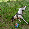 dog, dogs, belgian_malinois, mixed_breed, standing, lying_down, rolling_over, tongue_out, harness, ball, toy, grass, yard, outdoors, playtime, pet, animal, black_and_brown, white_dog, funny