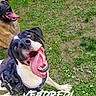 dogs, dog, german_shepherd, mixed_breed, pets, outdoor, grass, lawn, flowers, daisies, happy, smiling, open_mouth, tongue, playful, portrait, leash, harness, garden, text_overlay