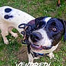 dog, dogs, canine, black_and_white, portrait, smiling, happy, outdoor, grass, daisies, garden, pet, collar, leash, brown_dog, spotted_dog, close_up, animal_face, text_overlay, daylight