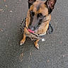 Lou participe au concours pour gagner de l'argent avec cette photo : dog, canine, german_shepherd, sitting, harness, leash, outdoor, pavement, asphalt, portrait, looking_up, alert, ears, tongue, brown_fur, black_mask, pet, sneakers, street, text_overlay