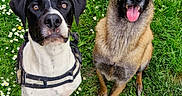 Lou a rejoint le concours — aidez-le/la à gagner de superbes lots ! dogs, dog_pair, outdoors, grass, meadow, flowers, daisies, sitting, portrait, pets, canine, black_and_white_dog, german_shepherd, mixed_breed, harness, tongue_out, happy, floppy_ears, upright_ears, text_overlay