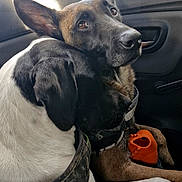 Lou participe au concours pour gagner de l'argent avec cette photo : dogs, canine, german_shepherd, mixed_breed, car, car_interior, road_trip, pets, animal, pointy_ears, black_and_white, brown_fur, white_fur, harness, collar, orange_toy, seated, cuddling, portrait, outdoors
