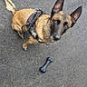 Lou a rejoint le concours — aidez-le/la à gagner de superbes lots ! dog, belgian_malinois, canine, pet, animal, outdoor, pavement, asphalt, harness, leash, rubber_bone, toy, ears, pointed_ears, brown_fur, black_mask, looking_up, sitting, portrait, daylight