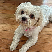 Rosie is registered to the contest to win money with this photo: adorable, animal, collar, companion, curly_fur, cute, dog, domestic_animal, floor, fluffy, friendly, fur, household, indoor, laying_down, looking_up, pet, small_dog, white_dog, wooden_floor