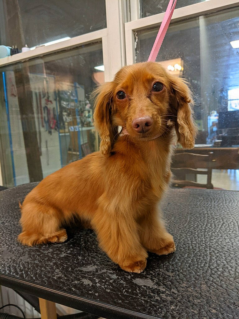 Lenny joined the competition — help win amazing prizes! canidae, carnivore, chair, companion_dog, dog, dog_breed, fawn, flooring, fur, gun_dog, hardwood, liver, snout, spaniel, sporting_group, table, whiskers, wood, working_animal