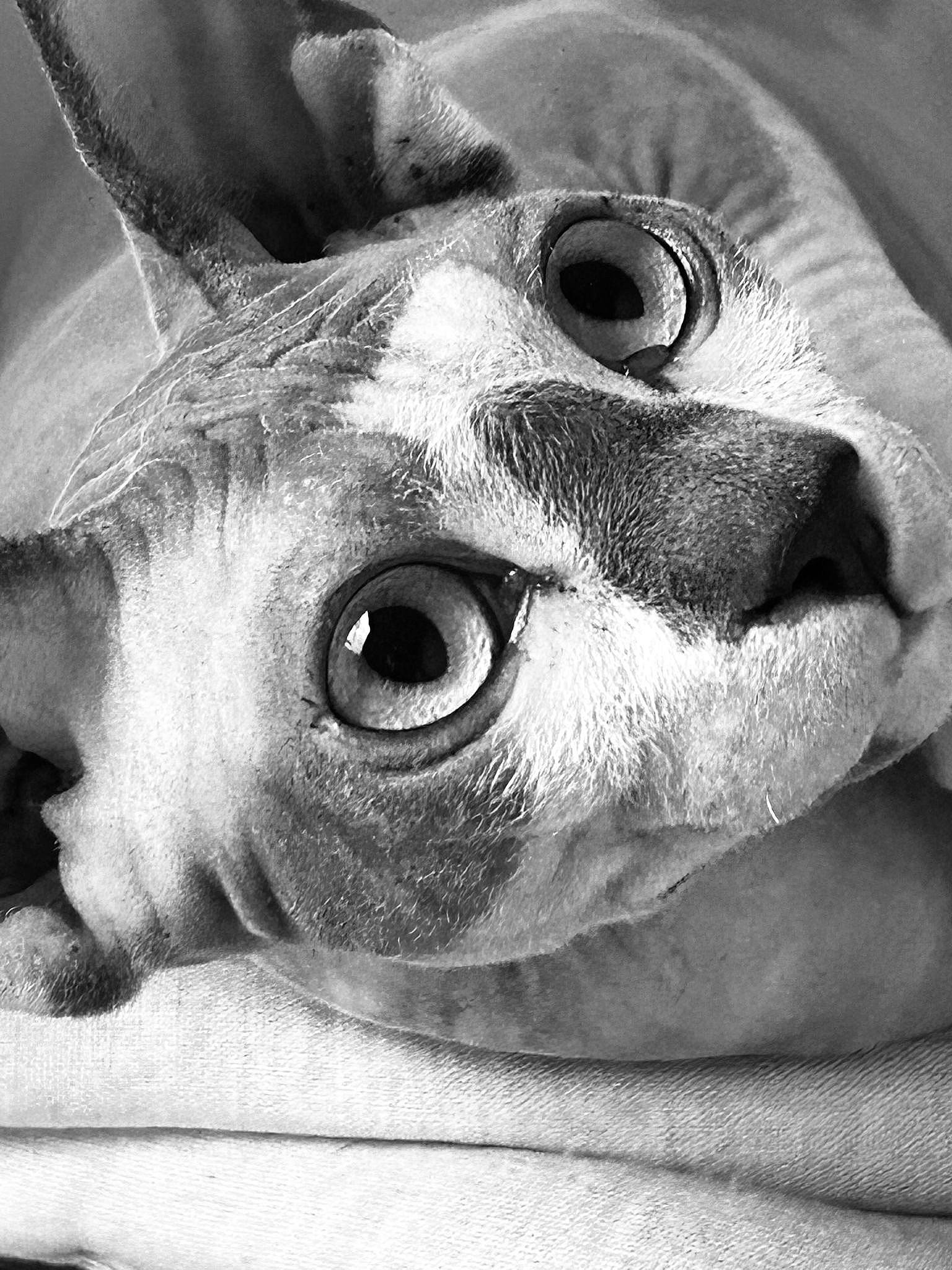 Goliath joined the competition — help win amazing prizes! carnivore, cat, close_up, ear, eye, eyelash, felidae, fur, grey, iris, jaw, macro_photography, monochrome, monochrome_photography, nose, organism, small_to_medium_sized_cats, snout, style, whiskers