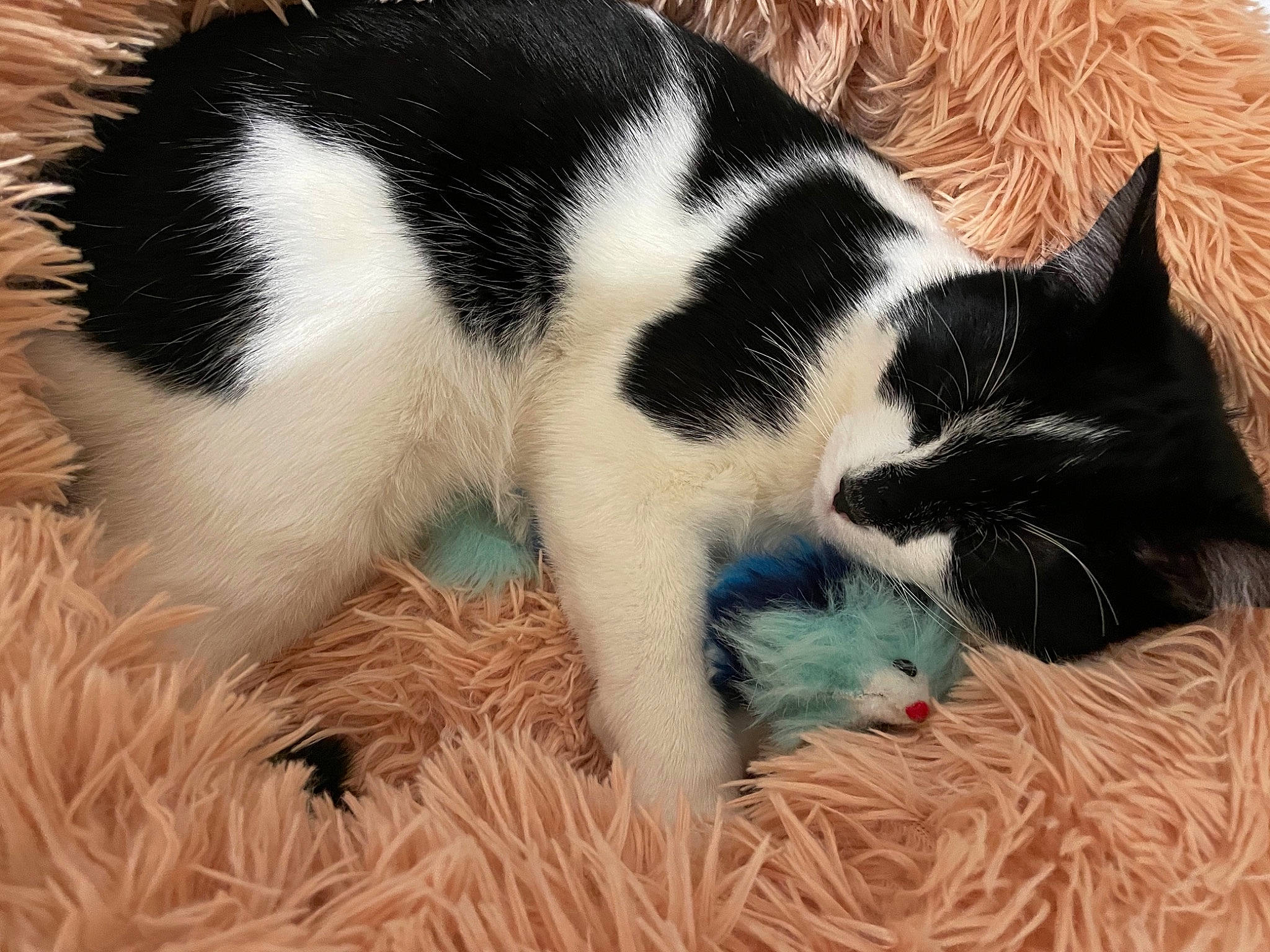 Armani a rejoint le concours — aidez-le/la à gagner de superbes lots ! carnivore, cat, claw, comfort, domestic_short_haired_cat, felidae, foot, fur, grass, mammal, nap, organism, paw, sleep, small_to_medium_sized_cats, snout, tail, terrestrial_animal, vertebrate, whiskers