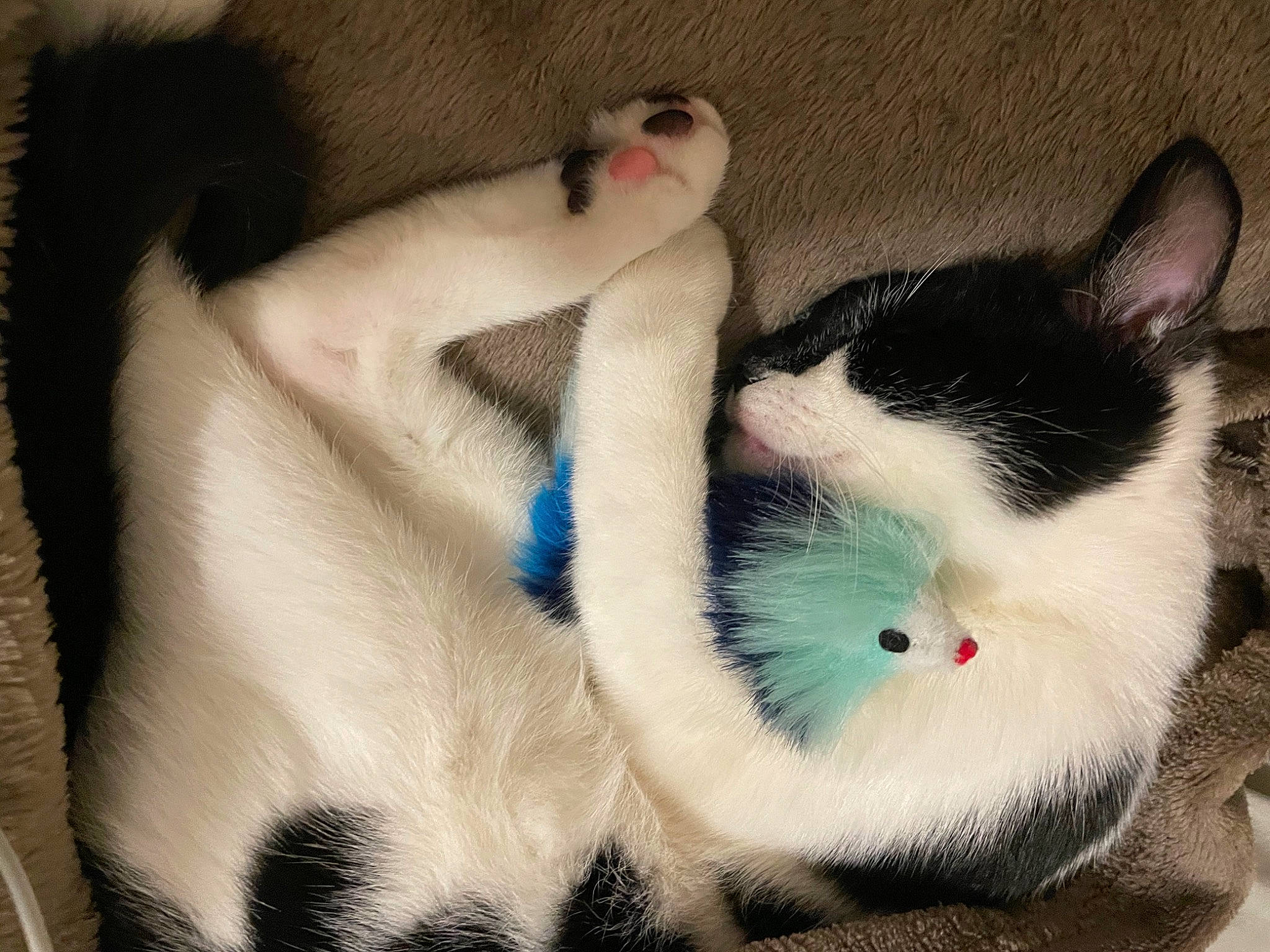 Armani a rejoint le concours — aidez-le/la à gagner de superbes lots ! carnivore, cat, claw, comfort, domestic_short_haired_cat, felidae, foot, fur, nap, paw, small_to_medium_sized_cats, snout, tail, whiskers