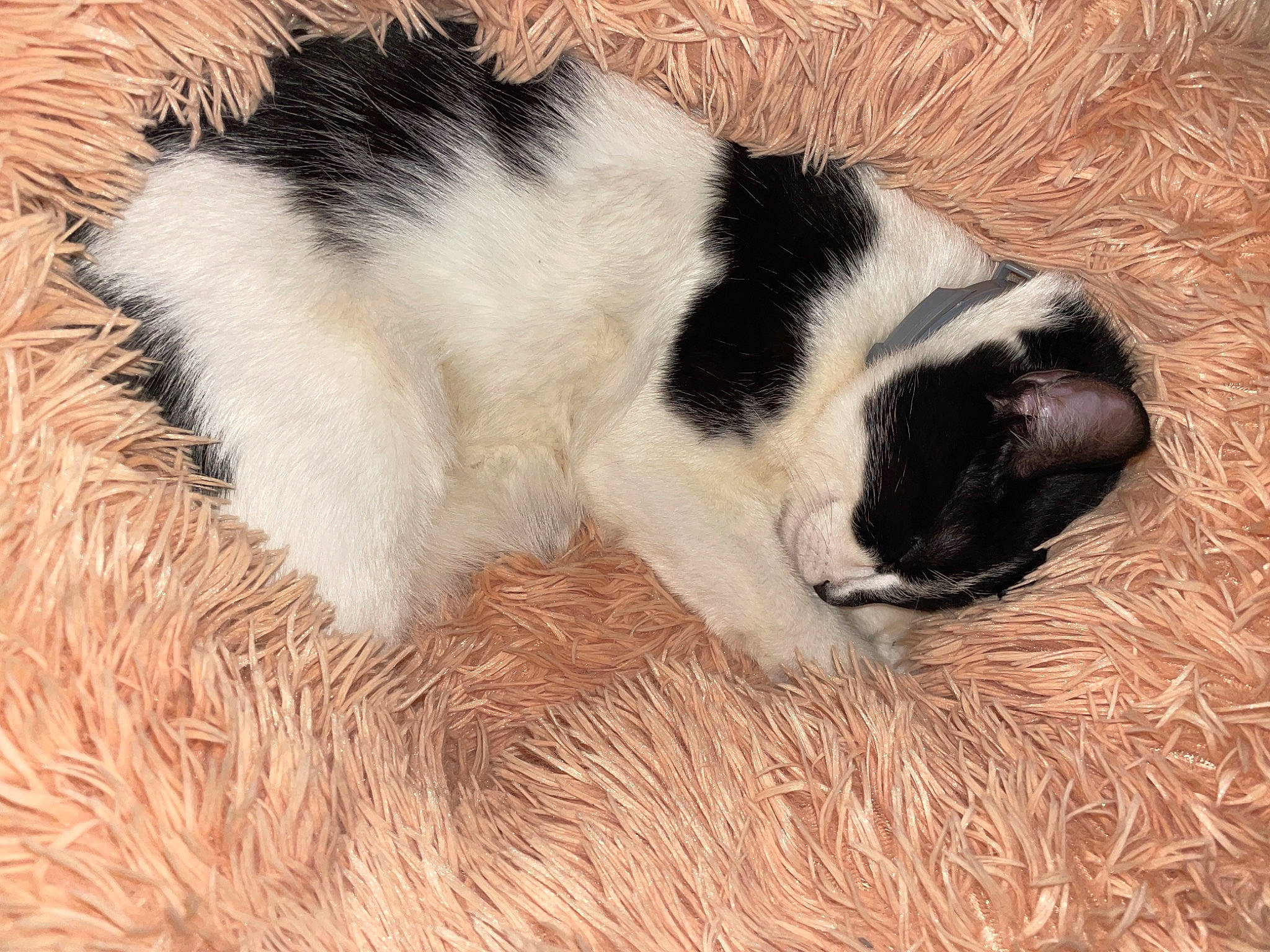 Armani a rejoint le concours — aidez-le/la à gagner de superbes lots ! carnivore, cat, claw, comfort, dog_breed, felidae, fur, nap, natural_material, paw, sleep, small_to_medium_sized_cats, snout, sporting_group, tail, terrestrial_animal, whiskers, wood