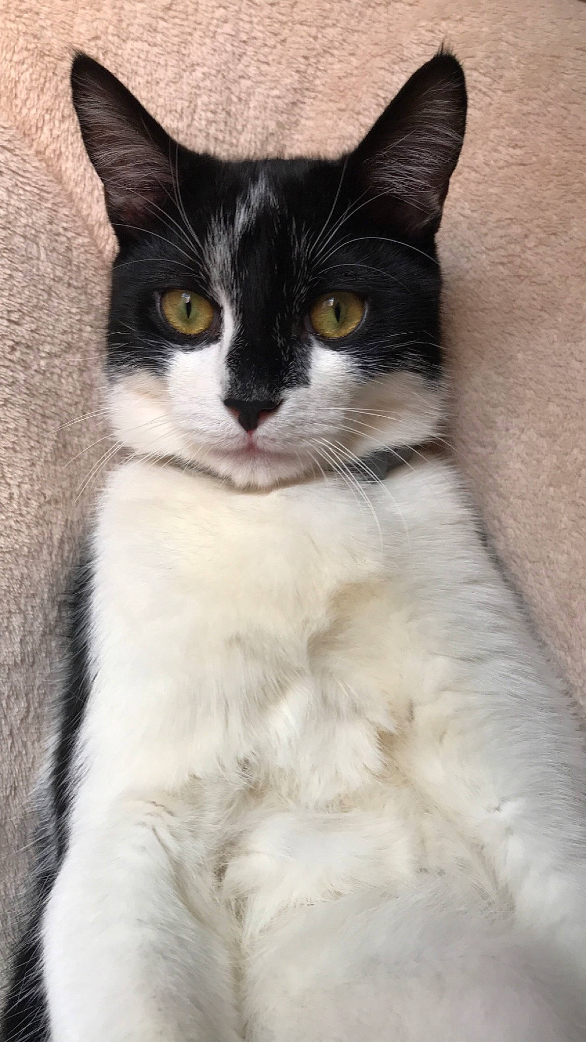 Armani a rejoint le concours — aidez-le/la à gagner de superbes lots ! carnivore, cat, claw, domestic_short_haired_cat, eye, felidae, fur, hair, head, iris, paw, sitting, small_to_medium_sized_cats, snout, tail, whiskers, window