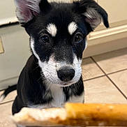 Liberty Bell is registered to the contest to win money with this photo: puppy, dog, black_and_white, ears, eyes, nose, floor, tile, indoor, kitchen, treat, curious, pet, animal, young, close_up, furry, whiskers, attention, cute
