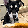puppy, dog, black_and_white, ears, eyes, nose, floor, tile, indoor, kitchen, treat, curious, pet, animal, young, close_up, furry, whiskers, attention, cute