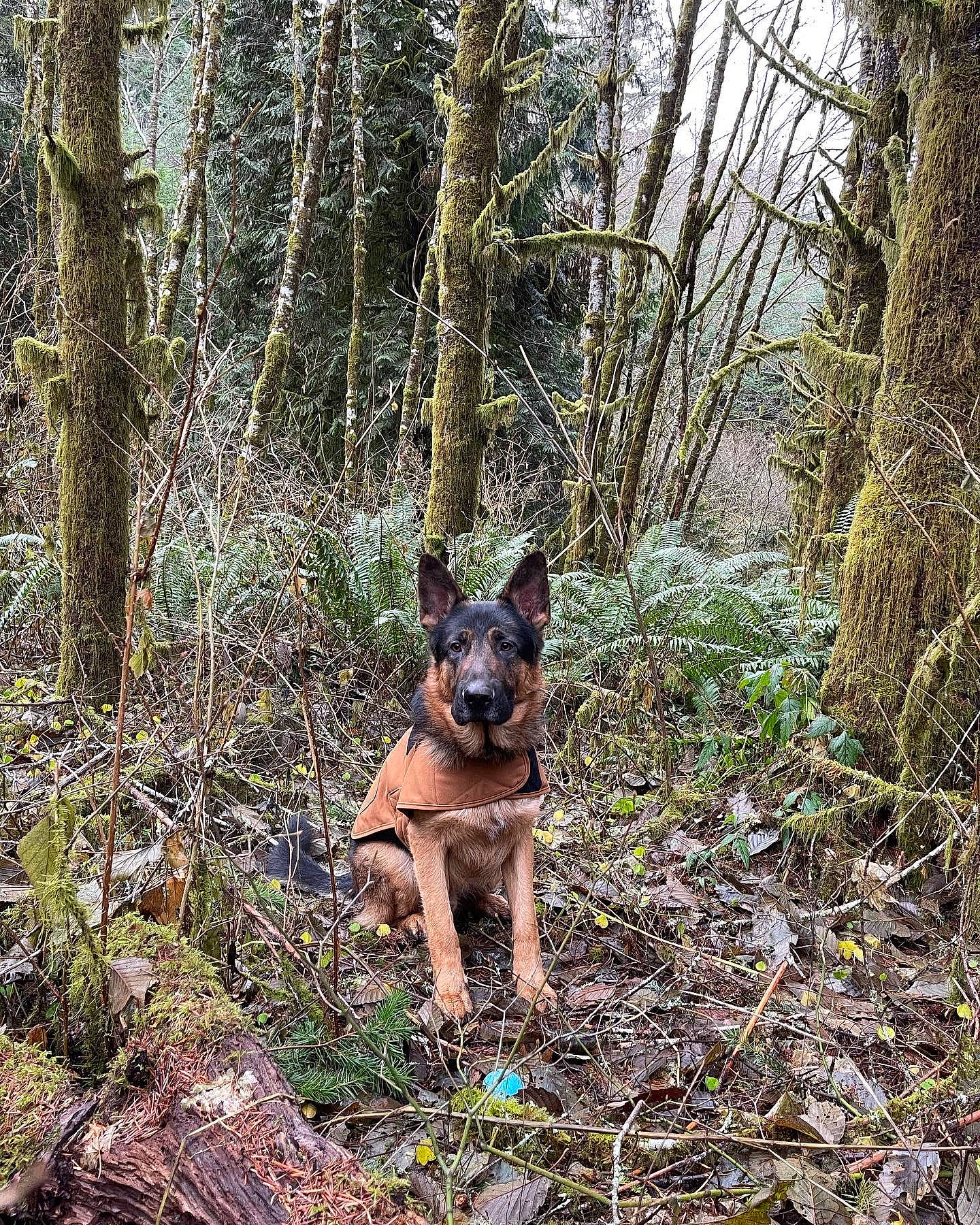 Bear is registered to the contest to win money with this photo: canidae, carnivore, companion_dog, dog, dog_breed, fawn, forest, german_shepherd_dog, northern_hardwood_forest, old_growth_forest, plant, snout, sporting_group, tail, temperate_broadleaf_and_mixed_forest, terrestrial_plant, tree, trunk, woodland, working_animal
