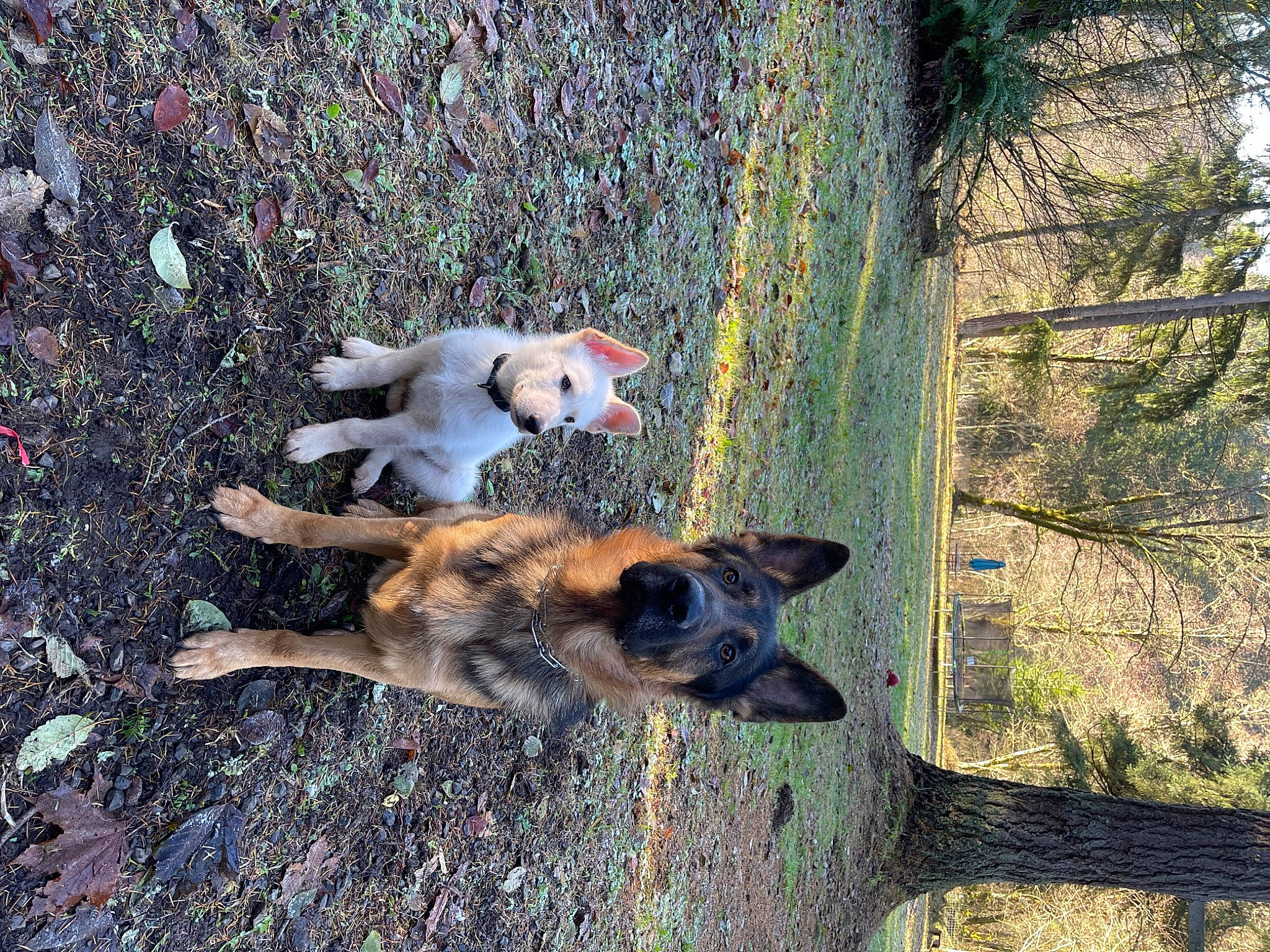 Bear is registered to the contest to win money with this photo: canidae, carnivore, companion_dog, dog, dog_breed, east_european_shepherd, fawn, german_shepherd_dog, grass, herding_dog, king_shepherd, old_german_shepherd_dog, plant, snout, sporting_group, tail, tree, trunk, wood, working_animal