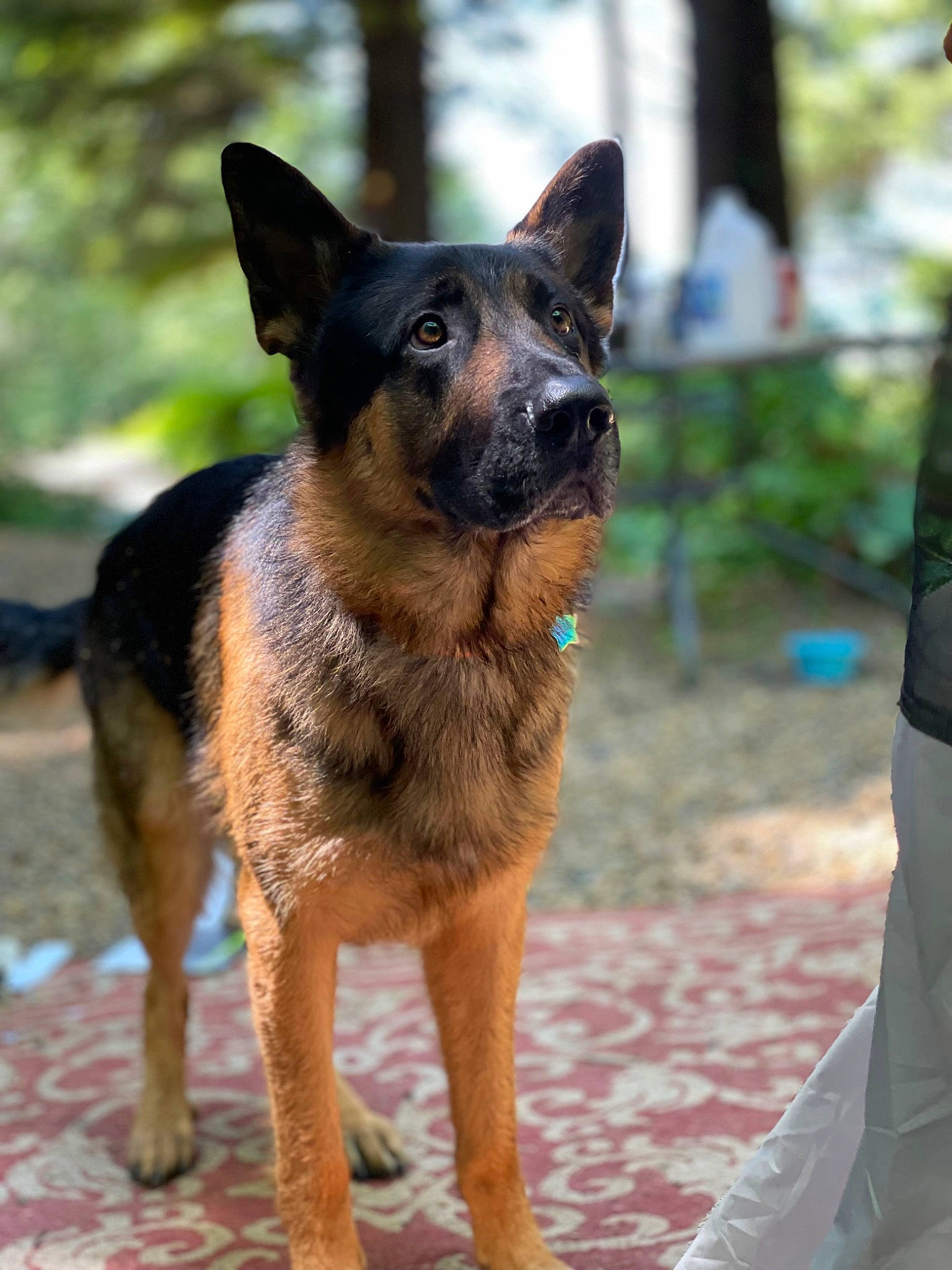 Bear joined the competition — help win amazing prizes! canidae, carnivore, collar, companion_dog, dog, dog_breed, east_european_shepherd, fawn, german_shepherd_dog, guard_dog, herding_dog, king_shepherd, old_german_shepherd_dog, plant, snout, sporting_group, terrestrial_animal, tree, working_animal, working_dog